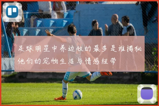 足球明星中养边牧的最多是谁揭秘他们的宠物生活与情感纽带